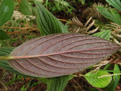 Columnea strigosa