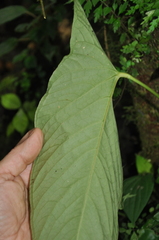Anthurium ochranthum