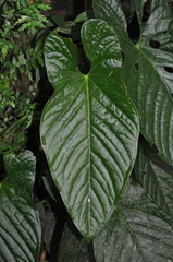 Anthurium ochranthum