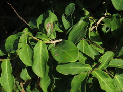 Coccoloba obtusifolia