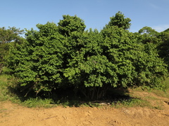 Coccoloba obtusifolia