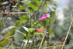 Centropogon aequatorialis