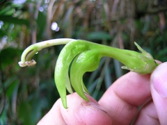 Burmeistera glabrata