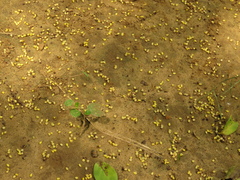 Coccoloba obtusifolia
