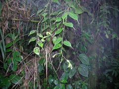 Burmeistera glabrata