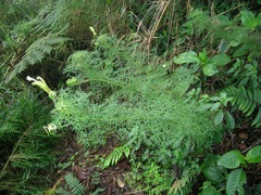 Centropogon dissectus