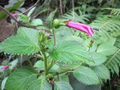 Centropogon aequatorialis