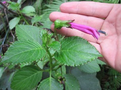 Centropogon aequatorialis