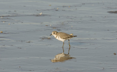 Charadrius falklandicus