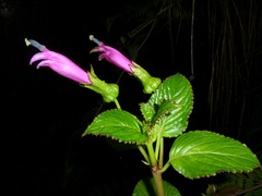 Centropogon aequatorialis