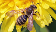 Euandrena