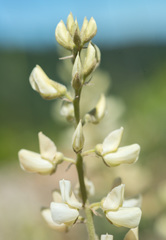 Lupinus albicaulis