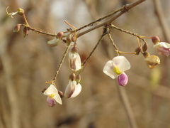 Coursetia ferruginea