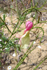 Lechenaultia linarioides