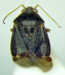 Charagochilus gyllenhalii