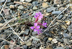 Erysimum pallasii