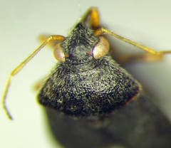 Charagochilus gyllenhalii