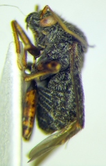 Charagochilus gyllenhalii