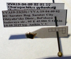 Charagochilus gyllenhalii