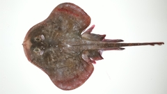 Psammobatis scobina