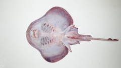 Psammobatis scobina