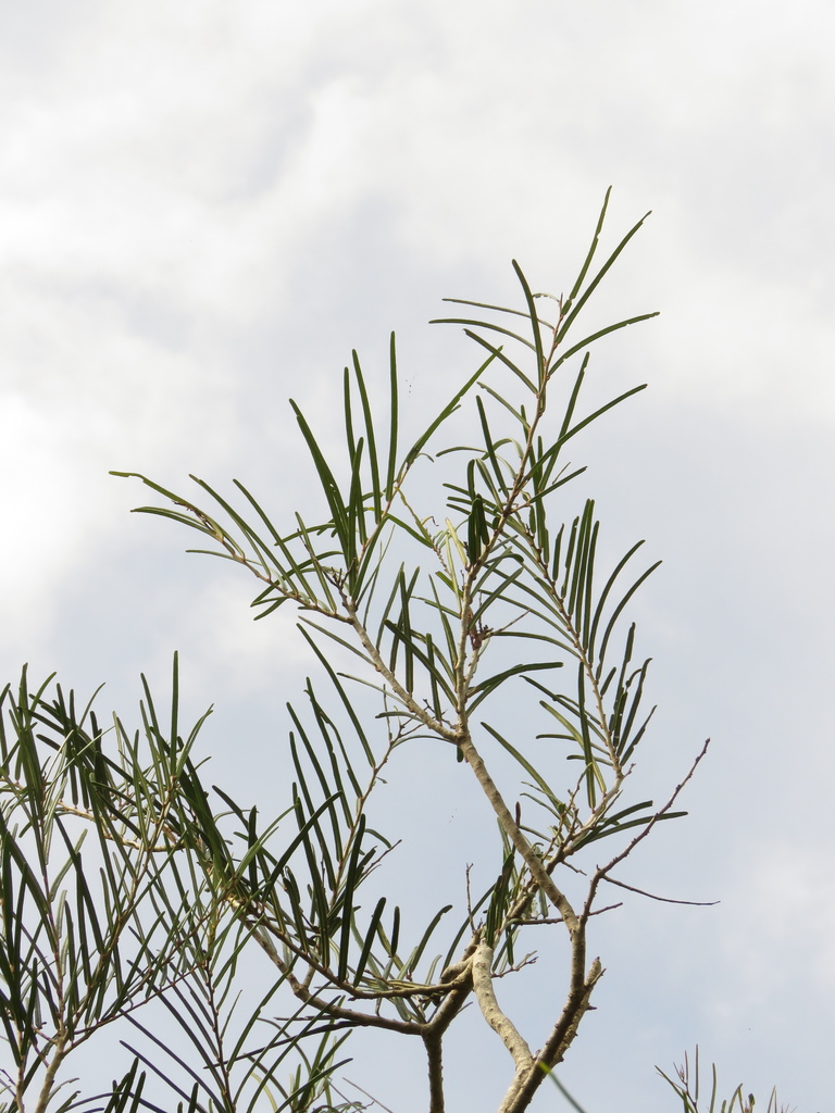 Cynophalla linearis