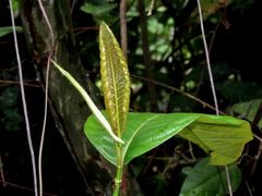 Ficus fistulosa