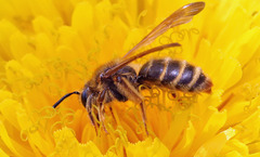 Euandrena