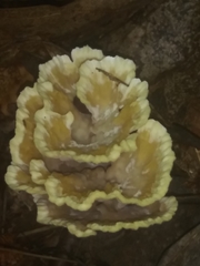 Thelephora americana