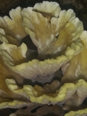 Thelephora americana