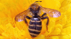 Euandrena
