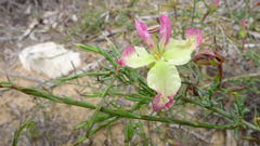 Lechenaultia linarioides