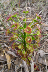 Drosera porrecta