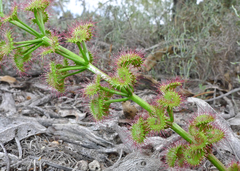 Drosera porrecta