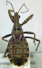 Coranus woodroffei