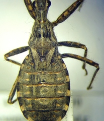 Coranus woodroffei