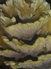 Thelephora americana