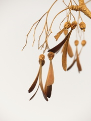 Gyrocarpus americanus