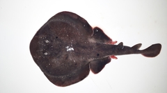 Discopyge tschudii