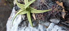 Agave bracteosa