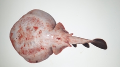 Discopyge tschudii
