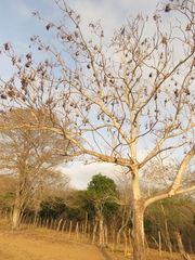 Gyrocarpus americanus