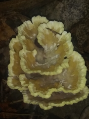 Thelephora americana