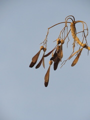 Gyrocarpus americanus