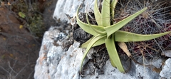 Agave bracteosa