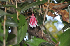 Satyria warszewiczii