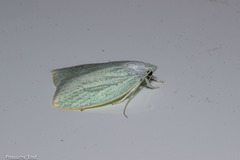 Nymphostola galactina