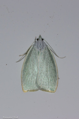 Nymphostola galactina