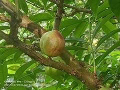 Phaleria macrocarpa