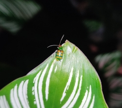 Diabrotica speciosa